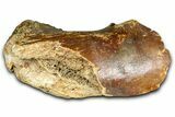 Fossil Woolly Mammoth Partial Lower Jaw with M - North Sea #370405-7